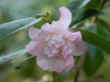 Camellia japonica 'Balet Dancer'