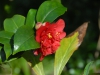 Camellia japonica 'Bob Hope'