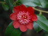 Camellia japonica 'Bob's Tinsie'