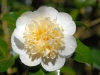 Camellia japonica 'Brushfields 'Yellow'