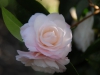 Camellia japonica 'Commander Mulroy'