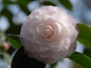 Camellia japonica 'Commander Mulroy'
