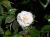 Camellia japonica cv. pale pink double