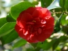 Camellia japonica cv. red