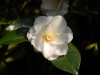 Camellia japonica cv. semi double white