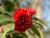 Camellia japonica cv. small double, dark red