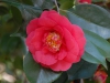 Camellia reticulata \'Captain Rawes\'