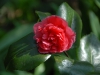 Camellia japonica 'Dona Herzilia de Freitas Magalhaes'
