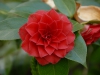 Camellia japonica double red cv.