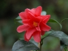 Camellia japonica 'Freedom Bell'