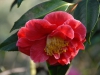 Camellia japonica 'Guilio Nuccio'