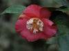 Camellia japonica 'Hatsu Zakura'