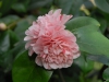 Camellia japonica cv.