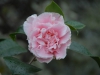 Camellia japonica 'Hawaii'