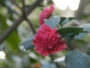 Camellia japonica 'Jingle Bells'