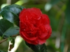 Camellia japonica 'Kramer's Supreme'