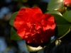 Camellia japonica 'Lady Campbell'