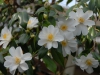 Camellia japonica 'Lily Pons'