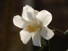 Camellia japonica 'Lily Pons'