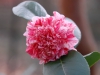 Camellia japonica 'Little Bit'