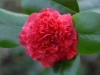 Camellia japonica 'Little Bit'