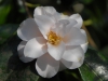 Camellia japonica 'Magnoliaeflora'