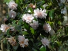 Camellia japonica 'Magnoliiflora'