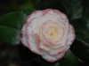 Camellia japonica 'Margaret Davis'