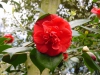 Camellia japonica var.