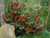 Camellia japonica 'Midnight'