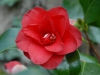 Camellia japonica 'Midnight'