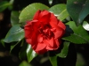 Camellia japonica 'Midnight'