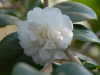 Camellia japonica 'Nobilissima'