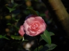 Camellia japonica 'Nuccio's Cameo'