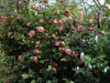 Camellia japonica 'Pink Perfection'