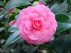 Camellia japonica 'Pink 'Perfection'