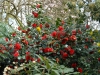 Camellia japonica 'Mathotiana Rubra'