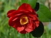Camellia japonica 'San Dimas''