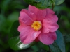 Camellia japonica \'Spring Promise\'