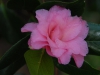 Camelliax williamsii \'Waterlily\'