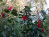 Camellia japonica \'Wildfire\'