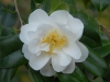 Camellia japonica \'Yuki Botan\'