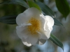 camellia japonica \'Yuki Botan\'