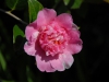 Camellia x williamsii \'Balet Queen Variegated\'