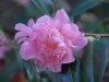 Camellia x williamsii cv.