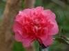 Camellia x williamsii \'Elegant Beauty\'