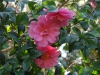 Camellia x williamsii \'Inspiration\'