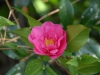 Camellia x williamsii semi-double cerise pink