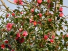 Camellia x williamsii \'St. Ewe\'
