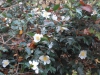 Camellia sasanqua 'Narumigata'